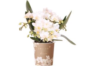 Orchidee Kolibri Orchidea Phalaenopsis Bianca - Nazaré - Dimensione Vaso 9Cm