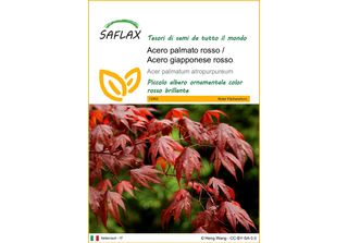 Saflax - Acero Palmato Rosso / Acero Giapponese Rosso - 20 Semi - Acer