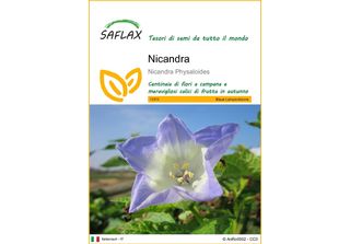 Saflax - Nicandra - 100 Semi - Nicandra