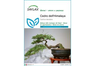 Saflax - Cedro Dell'himalaya - 35 Semi - Cedrus