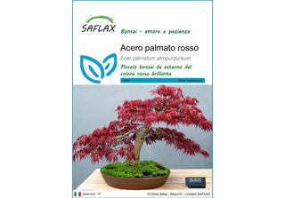 Saflax - Acero Palmato Rosso - 20 Semi - Acer