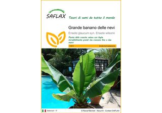 Saflax - Grande Banano Delle Nevi - 10 Semi - Ensete