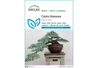 Saflax - Cedro Libanese - 20 Semi - Cedrus