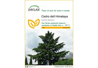 Saflax - Cedro Dell Himalaya - 35 Semi - Cedrus
