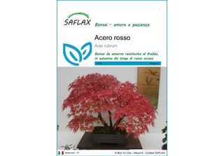 Saflax - Acero Rosso - 20 Semi - Acer