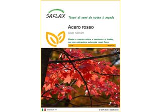 Saflax - Acero Rosso - 20 Semi - Acer