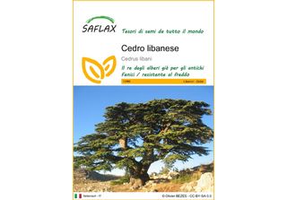 Saflax - Cedro Libanese - 20 Semi - Cedrus
