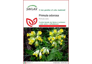 Saflax - Primula Odorosa - 100 Semi - Primula