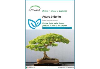 Saflax - Acero Tridente - 30 Semi - Acer