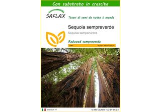 Saflax - Sequoia Sempreverde - 50 Semi - Con Substrato - Sequoia