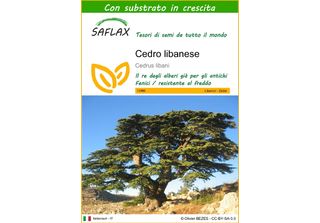 Saflax - Cedro Libanese - 20 Semi - Con Substrato - Cedrus