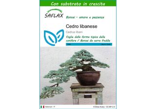 Saflax - Cedro Libanese - 20 Semi - Con Substrato - Cedrus