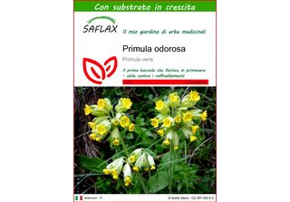 Saflax - Primula Odorosa - 100 Semi - Con Substrato - Primula