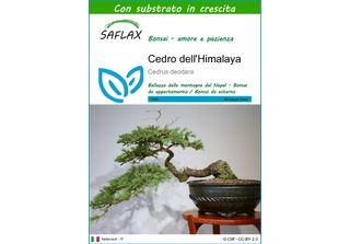 Saflax - Cedro Dell'himalaya - 35 Semi - Con Substrato - Cedrus