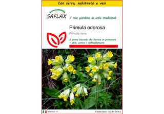 Saflax Insieme Di Coltivazione - Primula Odorosa - 100 Semi - Primula