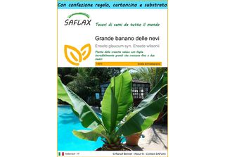 Saflax Set Regalo - Grande Banano Delle Nevi - 10 Semi - Ensete