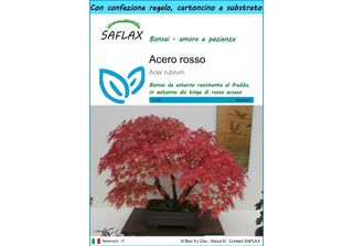 Saflax Set Regalo - Acero Rosso - 20 Semi - Acer