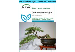 Saflax Set Regalo - Cedro Dell'himalaya - 35 Semi - Cedrus