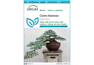 Saflax Set Regalo - Cedro Libanese - 20 Semi - Cedrus