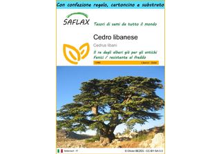 Saflax Set Regalo - Cedro Libanese - 20 Semi - Cedrus