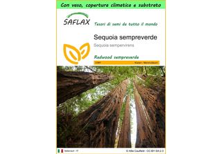 Saflax Garden To Go - Sequoia Sempreverde - 50 Semi - Sequoia