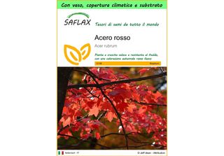 Saflax Garden To Go - Acero Rosso - 20 Semi - Acer