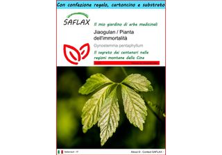 Saflax Set Regalo - Jiaogulan / Pianta Dell'immortalità - 30 Semi - Gynostemma
