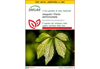 Saflax Insieme Di Coltivazione - Jiaogulan / Pianta Dell'immortalità - 30 Semi …