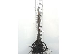 10 X Quercus Rubra ( Borealis) - Quercia Americana 60-90 Cm A Radice Nuda