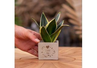 Vasi Di Fiori Congreetz® Con Sansevieria - Il Regalo Personalizzato Per I Vostr…