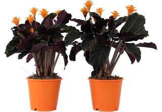Calatea - 2 Pezzi - Calathea Crocata 'Tassmania' - Altezza 40-50Cm - ⌀14Cm
