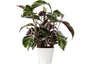 Calatea - Calathea Lietzei 'White Fusion' - Altezza 30-40Cm - ⌀14Cm