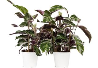 Calatea - 2 Pezzi - Calathea Lietzei 'White Fusion' - Altezza 30-40Cm - ⌀14Cm