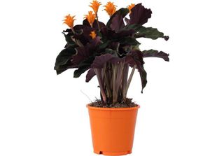 Calatea - Calathea Crocata 'Tassmania' - Altezza 40-50Cm - ⌀14Cm