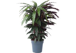 Calatea - Calathea 'Wavestar' - Altezza 90Cm - ⌀27Cm