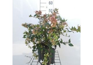Abelia Grandiflora - Abelie Cinese 25- 30 Cm In Contenitore