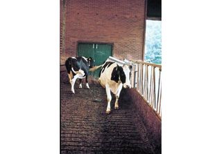 Spazzola Per Bovini &Quot Vink&Quot , Completo