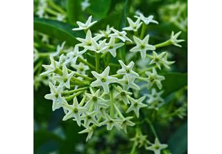 Gelsomino Notturno - Cestrum Nocturnum (Seme)