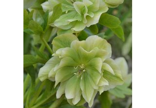 Elleboro Orientale Double Ellen Green 1L