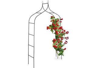 Arco Di Rose Alto 255 Cm