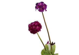 5 Pezzi Palla Perenne Riccamente Fiorita - Primula - Primula Denticulata Rubin-