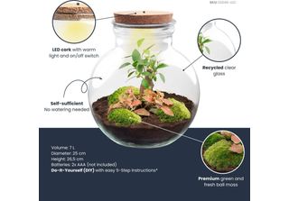 Bonsai In Bottiglia - Ø25Cm ↕26.5Cm - Terrario Vegetale Con Sughero A Led - Kit…