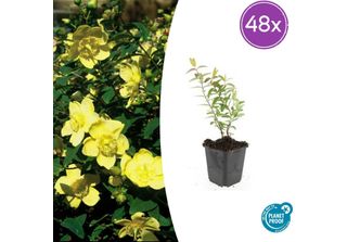 Hypericum 'Hidcote' - 48 Piante - ↕10-25Cm - Ø9Cm - Erba Di San Giovanni - Semp…