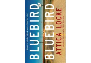Bluebird, Bluebird