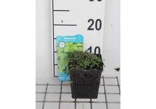 6 X Hydrocotyle Novae-Zelandiae - Centella Della Nuova Zelanda - Vaso 11 X 11 Cm