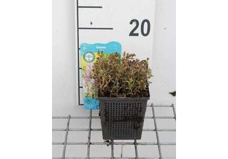 6 X Rotala Indica - Rotala Indiana - Vaso 11 X 11 Cm