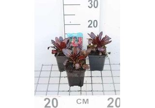 6 X Lobelia Cardinalis - Lobelia Cardinale - Vaso 9 X 9 Cm