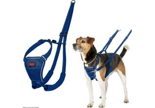 Pettorina Per Cani Company Of Animals Cobalt Blu 12