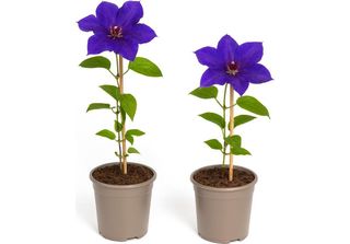 Piante Rampicanti Esotiche - Clematis The President - Set Di 2? - Clematis Clem…