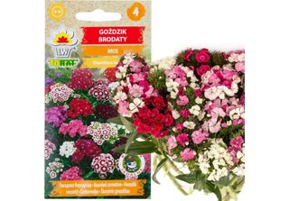 Garofano Barbuto Mix 1G Semi Di Fiori Garofani Multicolori